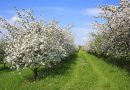 Espaliering af æbletræer - En omfattende guide