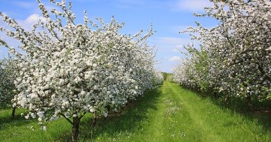 Espaliering af æbletræer - En omfattende guide